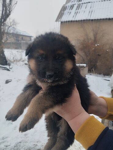 Продажа собак: Овчарка, 1 месяц, Самка, С родословной