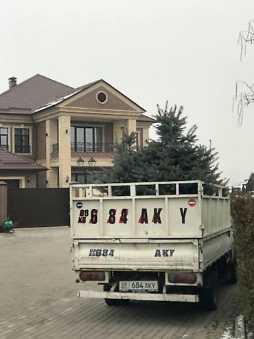 Ель: Продаются местные голубые ели пышной формы, с хорошим земляным комом — 1