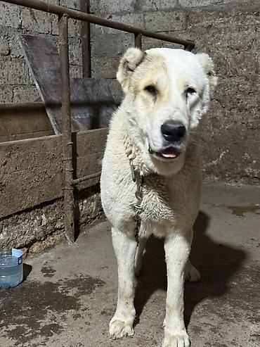 İtlər: Alabay — 1