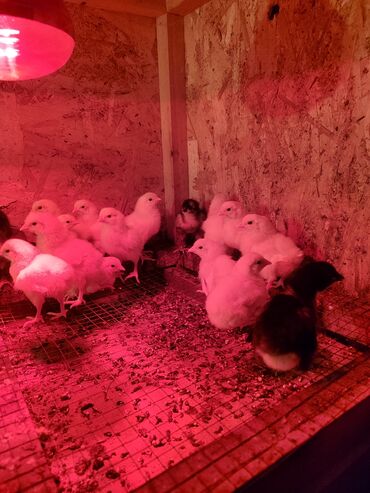 Куры, петухи: Продаю | Цыплята, Инкубационные яйца | Леггорн | Для разведения, Несушки — 9