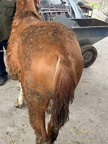 Лошади, кони: Продаю | Жеребец, Жеребенок — 13