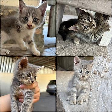 мышеловка бишкек: Отдадим котят в добрые и заботливые руки! Котятам два месяца, не — 1