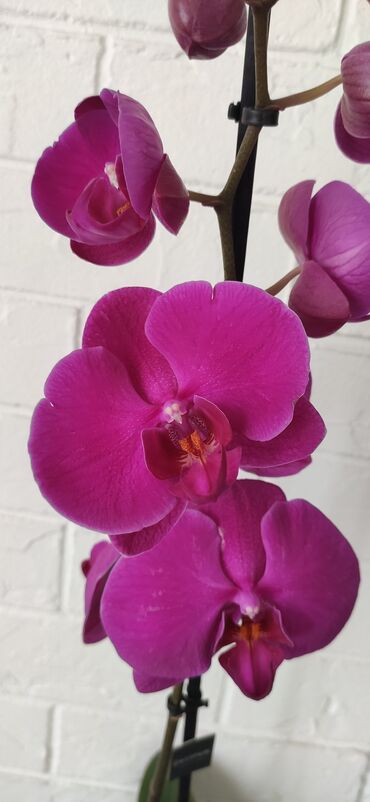 орхидей: Срочная продажа орхидей‼️любая орхидея за 1000 сомов. сортовые
