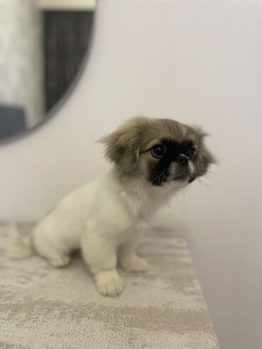 İtlər: Pekines, 3 ay, Dişi, Peyvəndli, Ünvandan götürmə