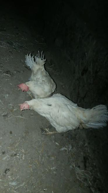 С/х животные и товары: Продаю | Куры | Леггорн | Несушки — 3