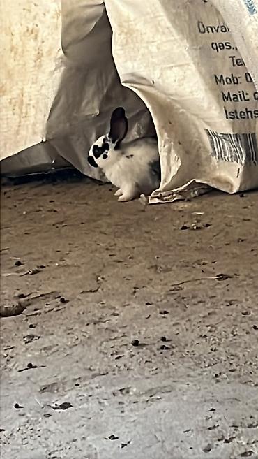 сколько стоит собака бу: Çut bala doşan satılır təcili boş yerə narahat etmiyin fikiri ciddi — 1