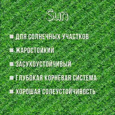 Семена газона: Газон чөбү DLF (SUN — тыгыз, кооз газон үчүн сапаттуу уруктар. Күн — 10