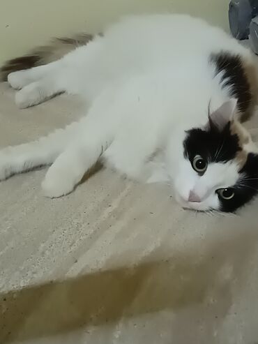 şotland pişiy: Şotland, Dişi, Ödənişli çatdırılma