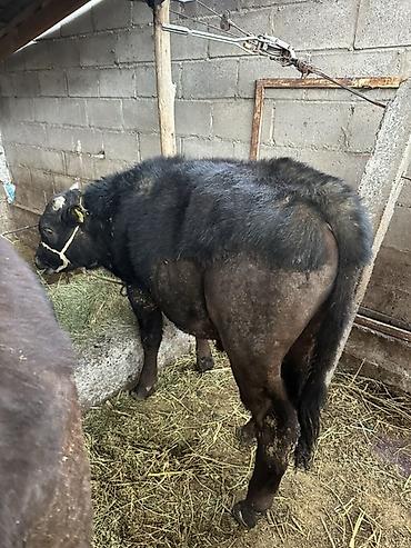 Коровы, быки: Продаю | Бык (самец) | На откорм | Привязанные — 2