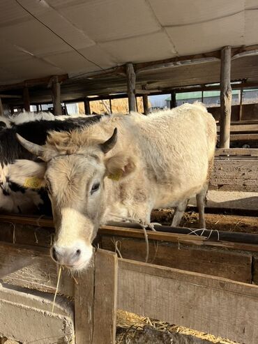 Коровы, быки: Продаю | Корова (самка) | Полукровка | На откорм | Привязанные — 2