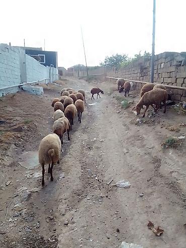 Qoyunlar, qoçlar: 27 baş qoyun satılır. - Say: 27 baş - Növ: yerli qarışıq ətlik/südlük — 1