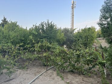 Bağ evlərinin satışı: Digah, 300 kv. m, 7 otaqlı, Hovuzlu, İşıq, Artezian quyusu, Kanalizasiya -da lalafo.az — 9 Bağ evlərinin satışı: Digah, 300 kv. m, 7 otaqlı, Hovuzlu, İşıq, Artezian quyusu, Kanalizasiya — 9