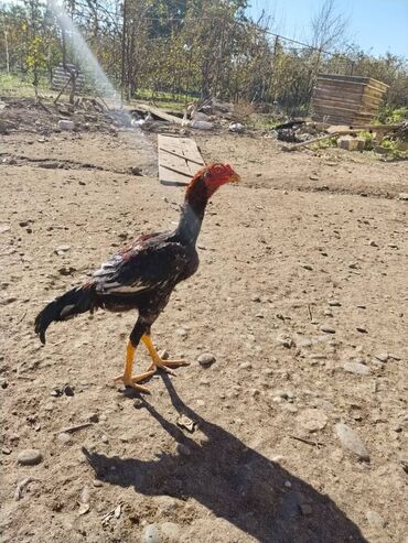 в добрые руки собаку: Heyratı beceleri 6 aylıq biri 40 manat