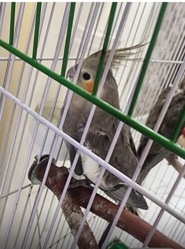 jako tutuquşunun digər adı: Boz rəngli, başında daraqvari lələkləri olan Karella tutuquşusu. Ağ və