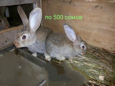 Кролики: Продаю | Крольчата | Фландр, Новозеландская, НЗК | Для разведения