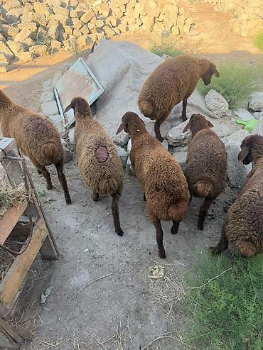 Qoyunlar, qoçlar: Salam aleyküm 6 baş quzu 2 dişi 4ərgəy ünvan binə salgoz 0775431770 -da lalafo.az — 5 Qoyunlar, qoçlar: Salam aleyküm 6 baş quzu 2 dişi 4ərgəy ünvan binə salgoz 0775431770 — 5