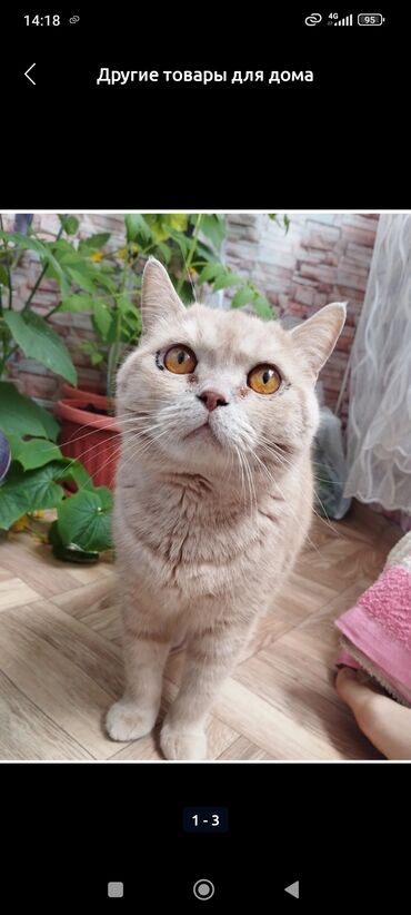 скотишь страйт: Скотиш Страйт (Шотландская прямоухая), 4 года, Мальчик, Кастрирована, Приучена к лотку