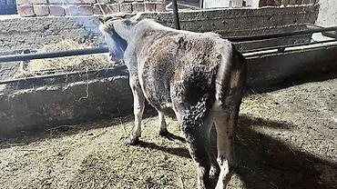 Коровы, быки: Продаю | Корова (самка), Бык (самец), Музоо, торпок | На откорм, Для молока — 11