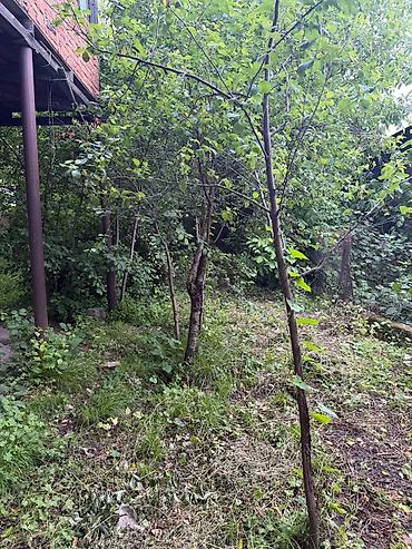 Bağ evlərinin satışı: Şəki, 82 kv. m, 3 otaqlı, Hovuzsuz, Su — 5
