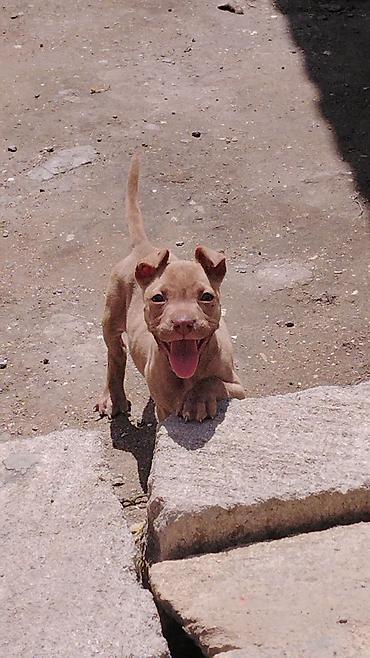 İtlər: Pitbul, 2 ay, Erkek, Ünvandan götürmə — 8