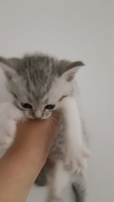 Продажа кошек: Скотиш Фолд (Шотландская вислоухая), 1 месяц, Мальчик, Серебристая шиншилла, Приучена к лотку
