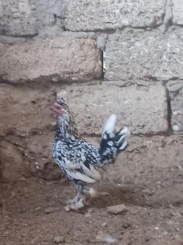 Toyuq, Damazlıq lalafo.az -da Toyuq, Damazlıq