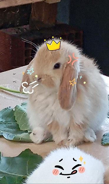 ev dovşan: Mini Lop dekorativ dovşan balaları - Cins: Mini Lop (aşağı sallanan — 2