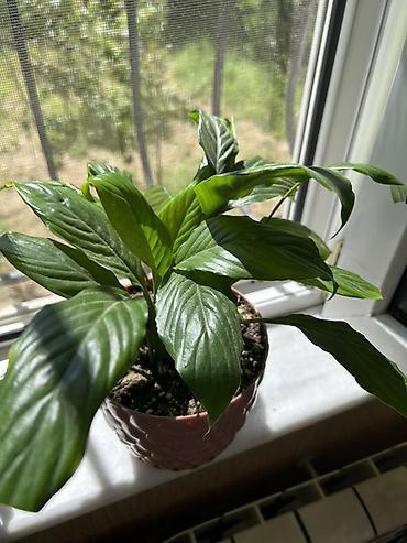 Bitkilər: Spathiphyllum qadın xoşbəxtliyi– otaq bitkisi - Növ: Spathiphyllum — 1