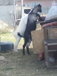 продажа домашних животных: Сатам | Теке (эркек) | Заанен | Союуга, Көбөйтүү үчүн | Асыл тукумдуу