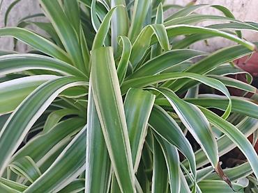 krevet sa ormarom ispod: Chlorophytum u saksijama, velike biljke, stalna bujnost — 7