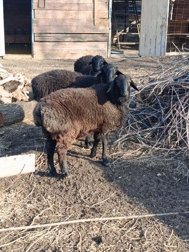 Бараны, овцы: Продаю | Овца (самка), Баран (самец) | Гиссарская | Для разведения | Осеменитель, Матка — 5