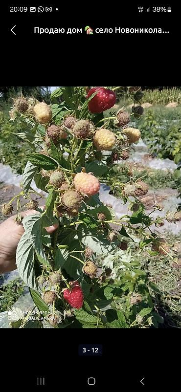 Продажа коттеджей и домов: Продаётся дом с участком в селе Новониколаевка. Описание участка: - — 5