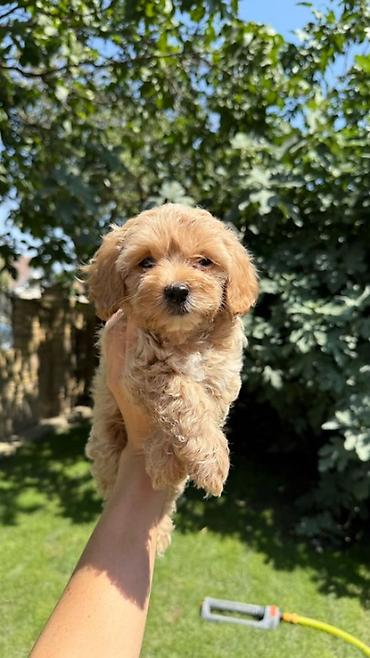 šišanje pasa pančevo: Maltipoo kucici,prelepi,odgajani u kuci.Ocisceni od — 2