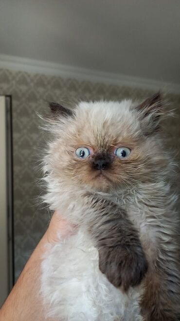 Pişiklər: Şotland, Erkək, Dişi, Yaxşı əllərə, Ünvandan götürmə, Pulsuz çatdırılma, Ödənişli çatdırılma — 17