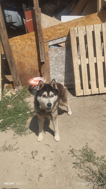 продажа щенков немецкой овчарки в бишкеке с документами: Хаски, 1 год, Самец, С прививкой