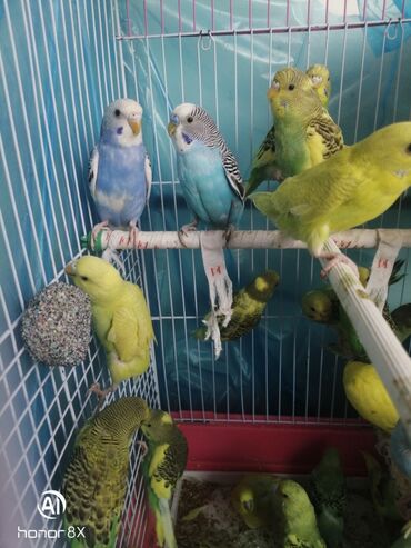 Tutuquşları: Papuqaylar 9azn Papuqay qəfəsləri 9azn Təzə qəfəslərdi 9-azn -da lalafo.az — 22 Tutuquşları: Papuqaylar 9azn Papuqay qəfəsləri 9azn Təzə qəfəslərdi 9-azn — 22