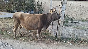 цена кукуруза: Продаю | Корова (самка) — 8