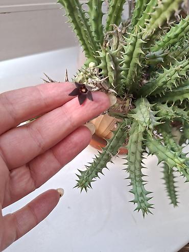 за неделю: Комнатные суккуленты в горшках 1) Сансевиерия хаки (Sansevieria — 4