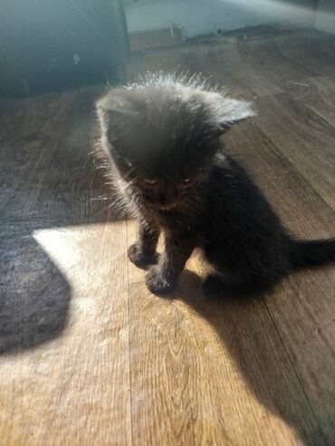 отдам котят: 1 месяц, Мальчик, Черный, Приучена к лотку