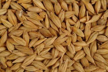 оазис корм: Купим пшеницу в больших количествах (от 10 тонн)