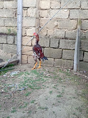 balaca it cinsi: Heyrati temiz samo cinsi 7 ayliqdi rengi qirmizi kuldu — 1