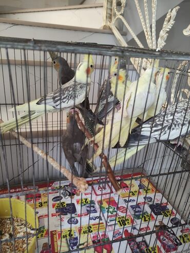 Tutuquşları: Korella tek tek erkey dişi Cüt Valnist qəfəs Valnist 15 Azn balasi — 13