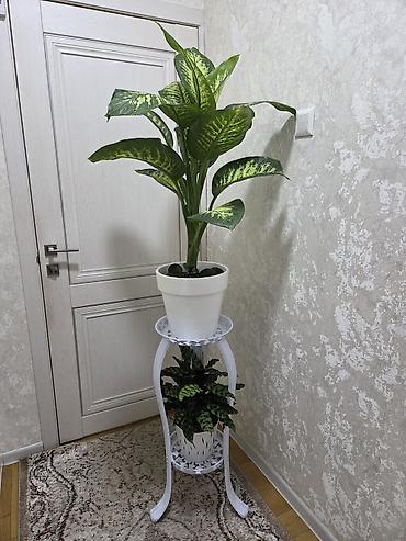 Другие комнатные растения: Олеандр в горшке (Nerium oleander) - Крупное комнатное/балконное — 17
