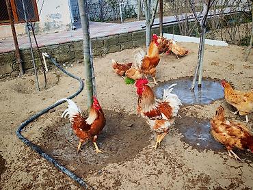 avstrolop yumurtasi: Toyuq, Yumurtalıq, Ünvandan götürmə — 8