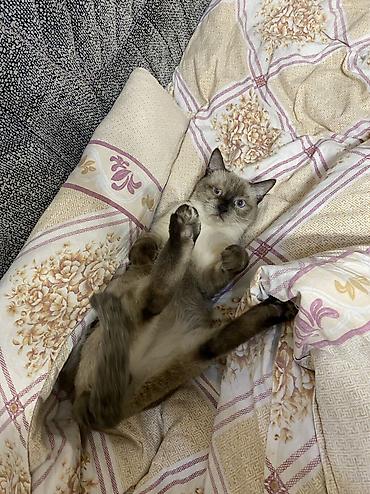 Отдам даром кошку: Кошка даром: Сиамская, 1 год, Мальчик, Кастрирована, Приучена к лотку, Проглистована — 1
