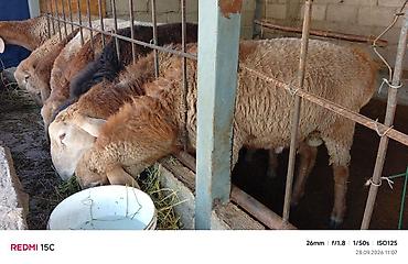 гуси цена: Продаю | Баран (самец) — 6