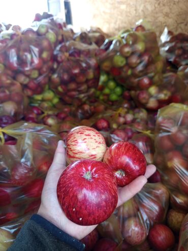 букет с мандарином: Яблоки В розницу