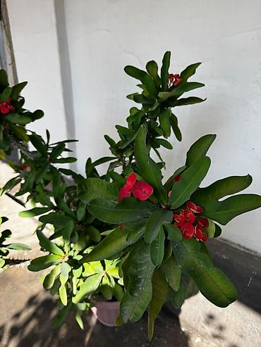 Молочаи: Молочай Миля (Euphorbia milii), крупный куст в горшке - — 3