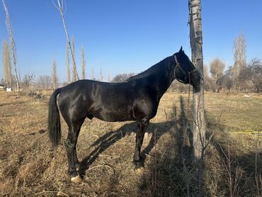 Лошади, кони: Продаю | Жеребец | Рабочий — 7