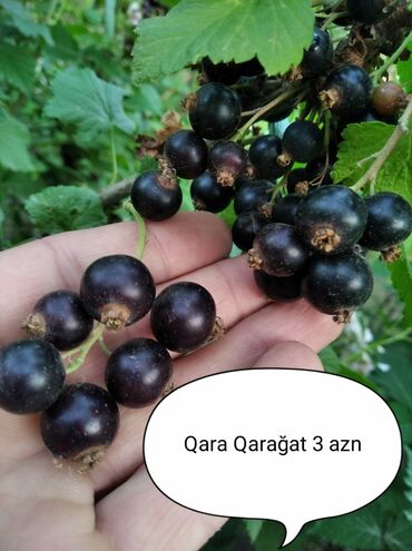 Toxumlar və çöl bitkiləri: Qara qaragat